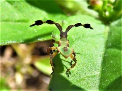 Chariesterus antennator