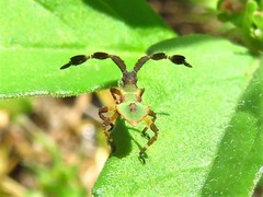 Chariesterus antennator
