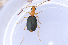 Brachinus janthinipennis