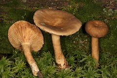 Lactarius fuliginosus