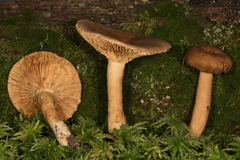 Lactarius fuliginosus