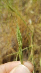 Brachypodium distachyon