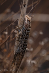 Sceloporus spinosus