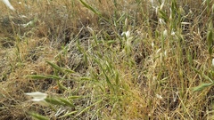 Brachypodium distachyon