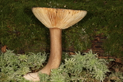 Lactarius fuliginosus