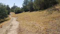 Brachypodium distachyon