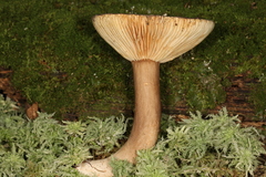 Lactarius fuliginosus