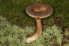 Lactarius fuliginosus