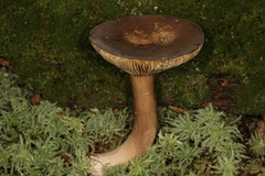 Lactarius fuliginosus