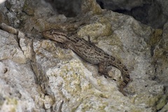 Tarentola americana