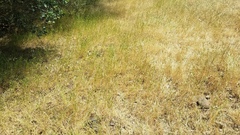 Brachypodium distachyon