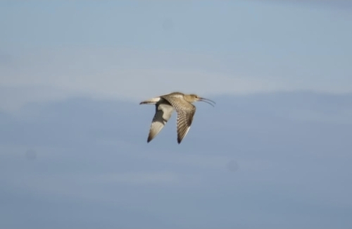 Eurasian Curlew