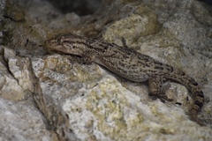 Tarentola americana
