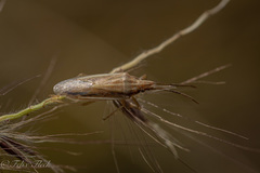 Mecidea