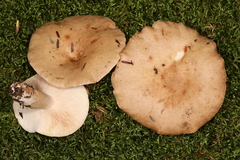 Lactarius imperceptus