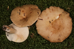 Lactarius imperceptus