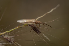 Mecidea
