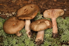 Lactarius imperceptus