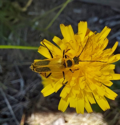 Goldenrod Soldier Beetle