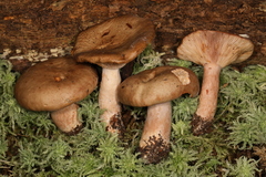 Lactarius imperceptus