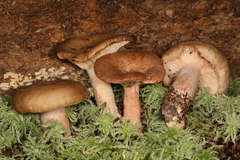 Lactarius imperceptus