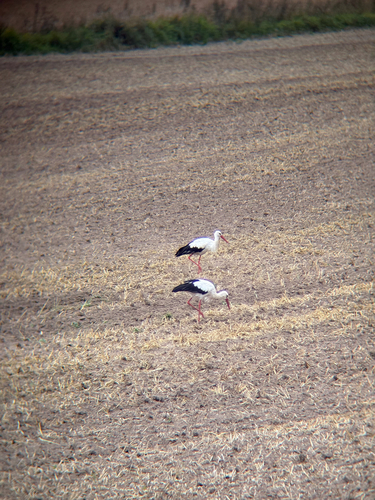 White Stork