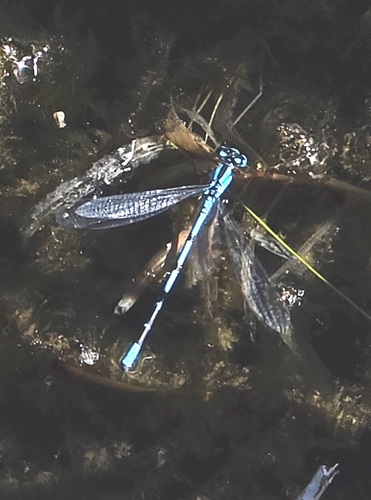 iNaturalist observation photo of Northern Bluet