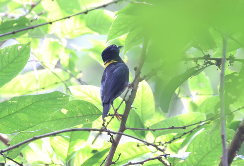 Yellow-mantled Weaver