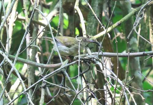 Olive-green Camaroptera