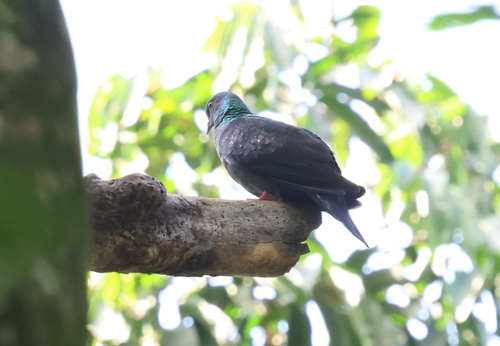 Western Bronze-naped Pigeon