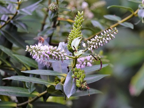 Veronica macrocarpa, photograph 4