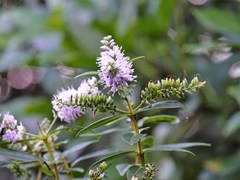Veronica macrocarpa, photograph Jacqui Geux, CC BY, iNaturalist via GBIF