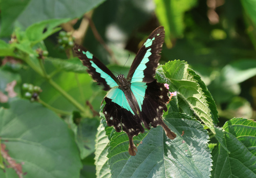 Apple-green Swallowtail