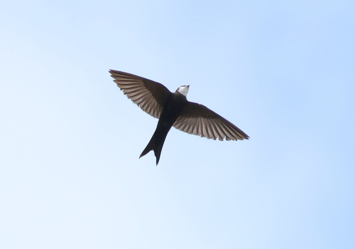 White-headed Sawwing