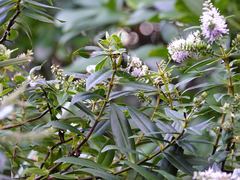 Veronica macrocarpa, photograph Jacqui Geux, CC BY, iNaturalist via GBIF