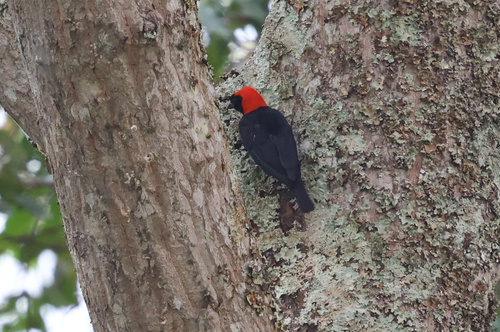 Red-headed Malimbe