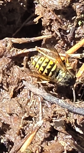 iNaturalist observation photo of Common Aerial Yellowjacket