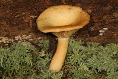 Lactarius maculatipes