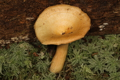 Lactarius maculatipes