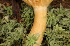 Lactarius maculatipes