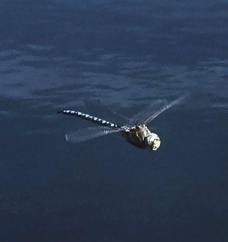 iNaturalist observation photo of Paddle-tailed Darner