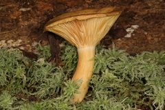 Lactarius maculatipes