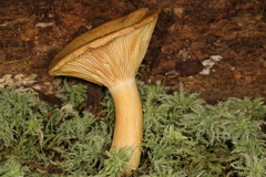 Lactarius maculatipes