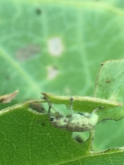 Eugnathus distinctus