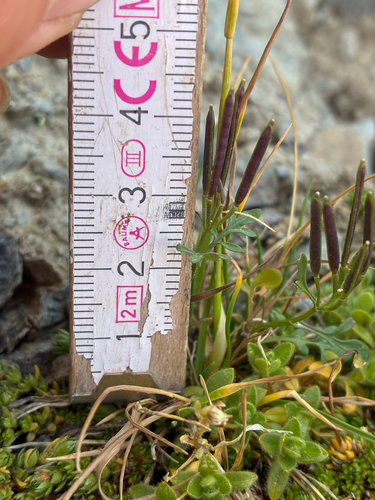 Cardamine resedifolia, photograph 2