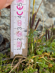 author not stated, no rights reserved Cardamine resedifolia, photograph author not stated, no rights reserved