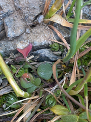 Cardamine resedifolia
