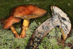 Lanmaoa carminipes