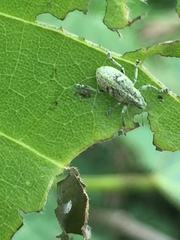 Eugnathus distinctus