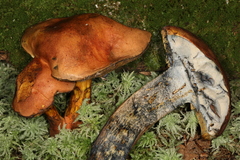 Lanmaoa carminipes